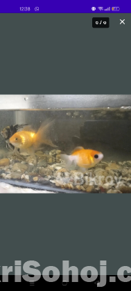 aquarium with fish